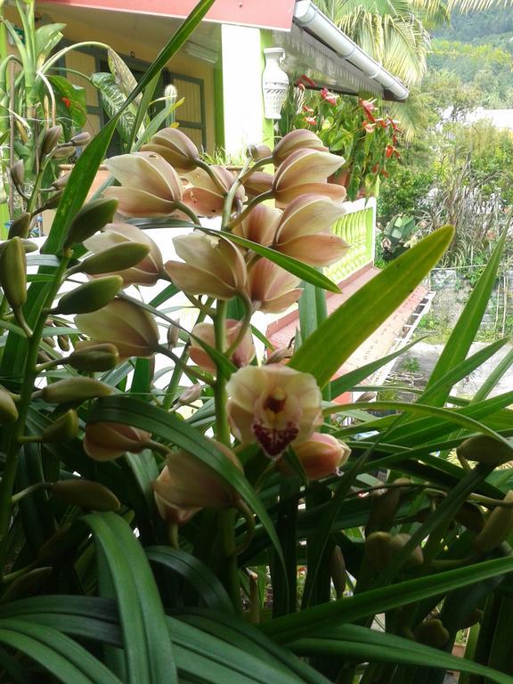 סלאזי Chambres D'Hotes L'Orchidee Rose מראה חיצוני תמונה