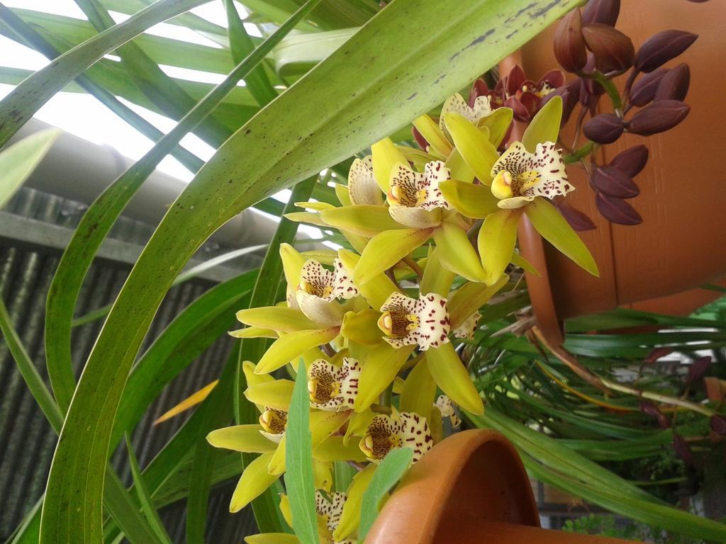 סלאזי Chambres D'Hotes L'Orchidee Rose מראה חיצוני תמונה